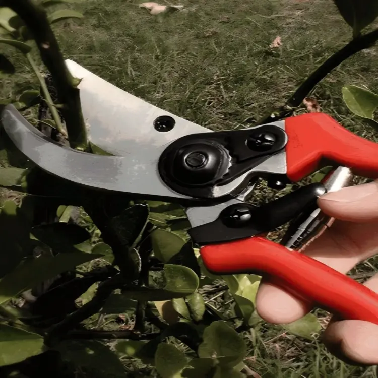 Bypass Pruning Shears